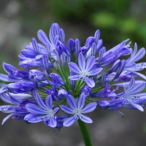 Brilliant Blue szerelemvirág®