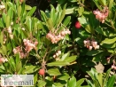 Rózsaszín virágú nyugati szamócafa