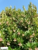 Rózsaszín virágú nyugati szamócafa