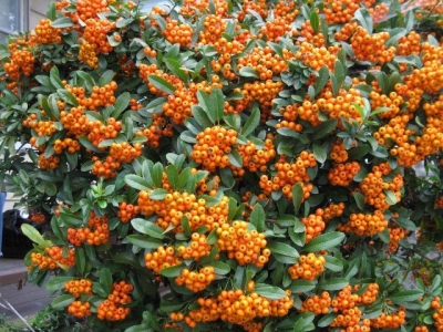 Orange Charmer tűztövis