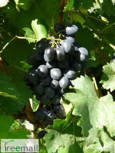 Bioszőlő Moldova