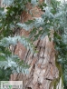 Ezüst tallér eukaliptusz
