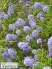 Örökzöld kék táskavirág