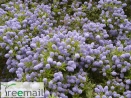 Örökzöld kék táskavirág