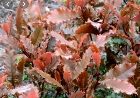 Crunchy korallberkenye