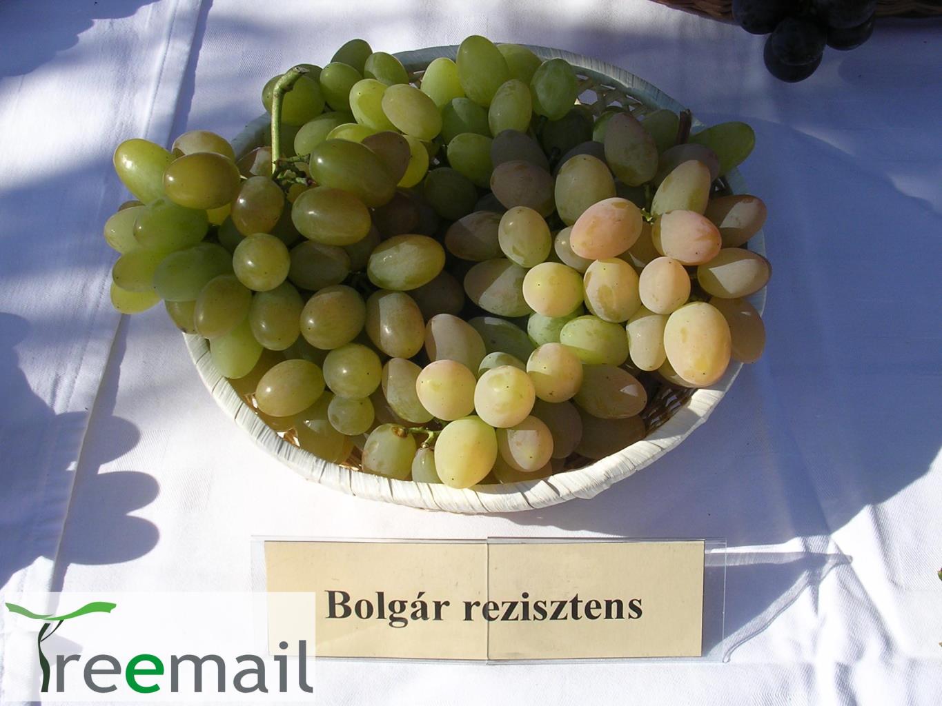 Bolgár Rezi bioszőlő