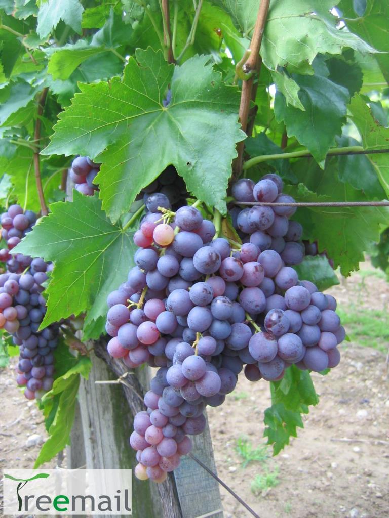 Kismis Moldavszkij bioszőlő