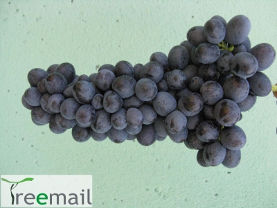 Conegliano bioszőlő 