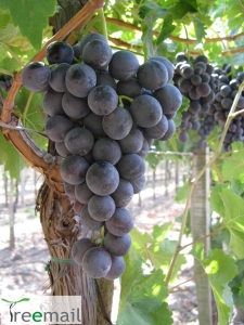 Guzal Kara csemegeszőlő