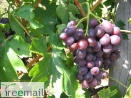 Dunav csemegeszőlő