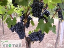 Moldova bioszőlő
