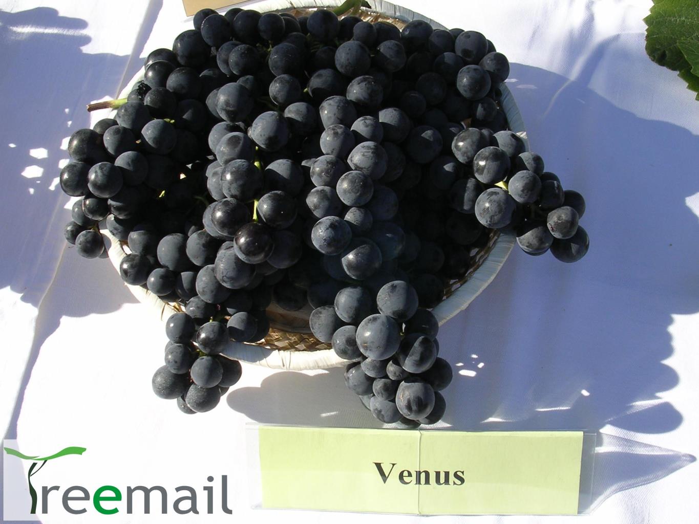 Vénusz bioszőlő