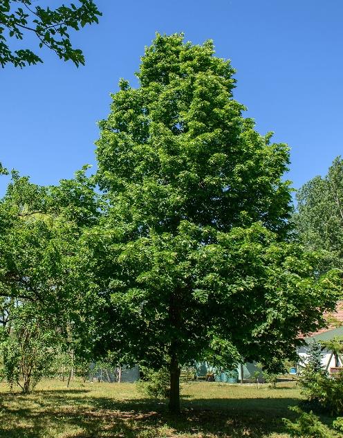 Amerikai H Rs Tilia Americana