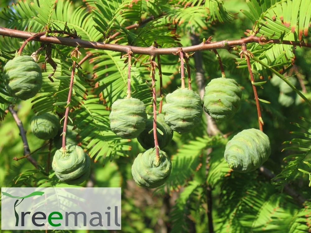 Treemail – a különleges dísznövények és gyümölcsfák webáruháza