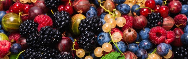 Milyen szempontok alapján válasszunk gyümölcsös, és konyhakertekbe növényeket?