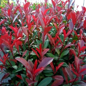 Carre Rouge korallberkenye 