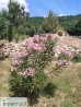 Villa Romaine leander