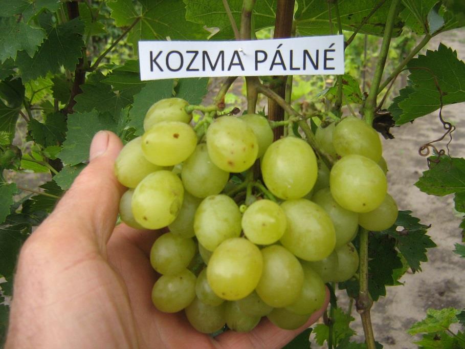 Kozma Pálné csemegeszőlő - Szabadgyökeres