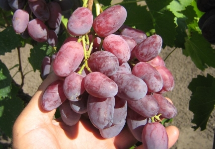 Rizamat csemegeszőlő - Szabadgyökeres