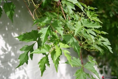 Sisakviráglevelű vadszőlő