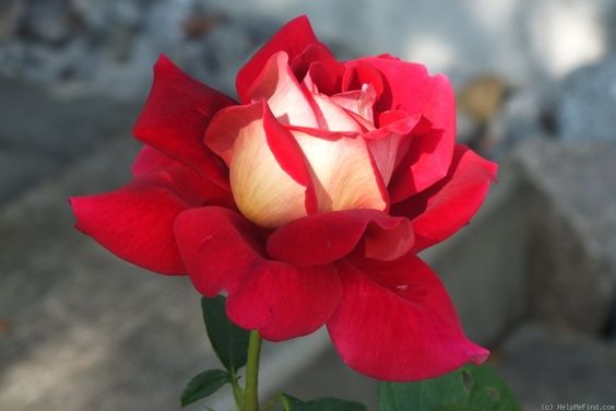 Kronenbourg rózsa