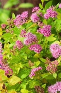 Rózsaszín törpe gyöngyvessző