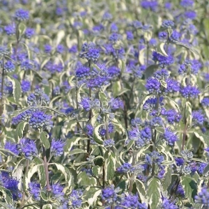 Fehér-tarka levelű angol kékszakáll