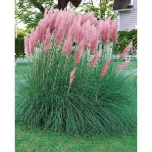 Rose Feather pampafű