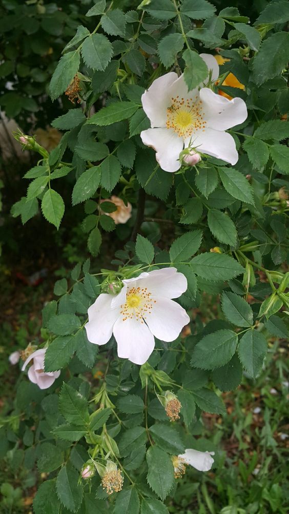 Fehér vadrózsa, Dzsungáriai rózsa