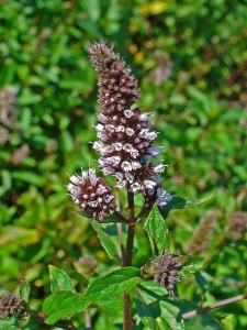 Borsmenta