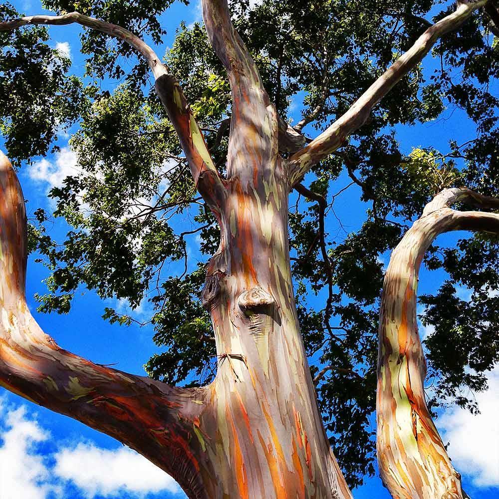eucalyptus_rainbow_4.jpg