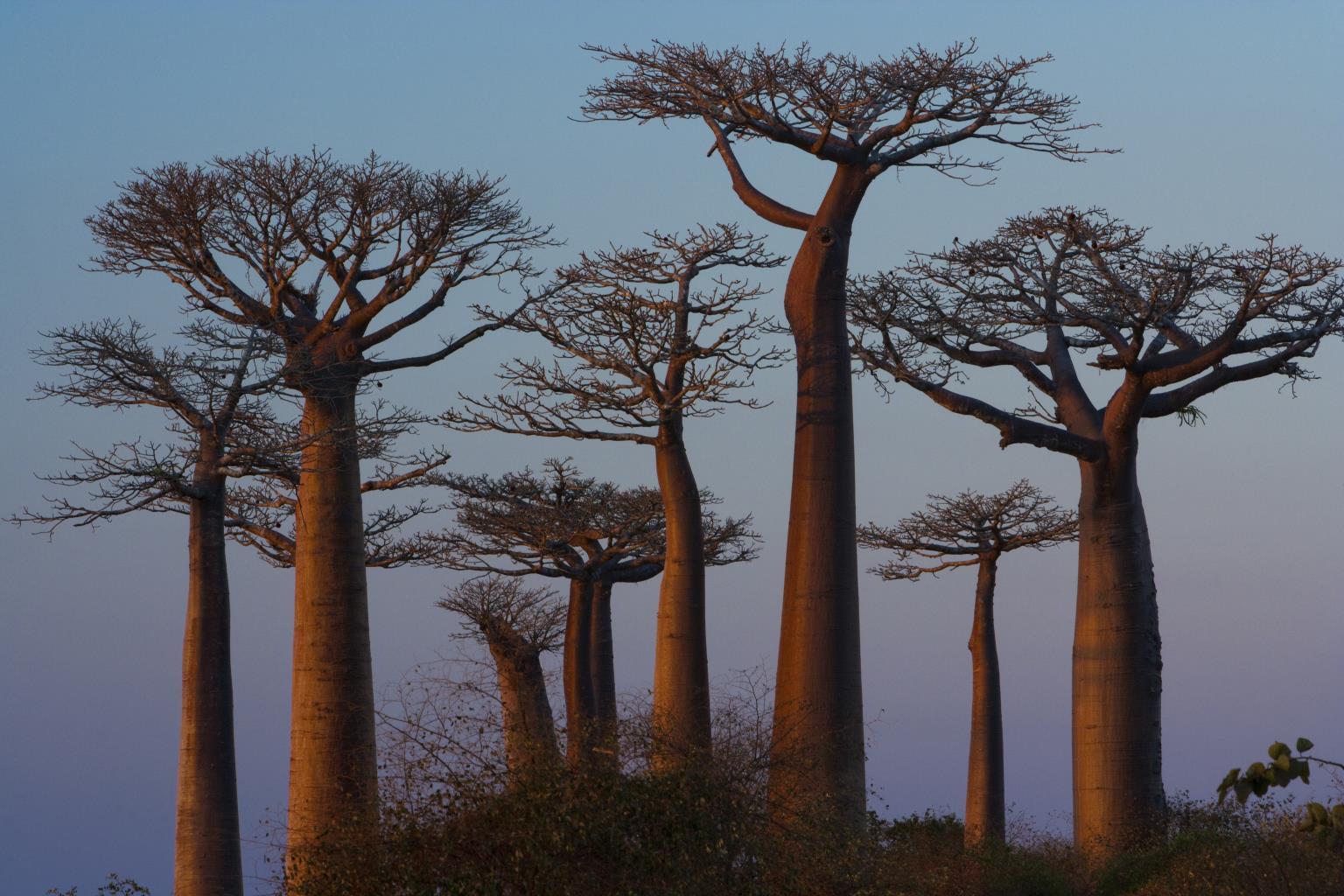 baobab_trees_madagascar_2022_03_04_02_06_17_utc-1.jpg
