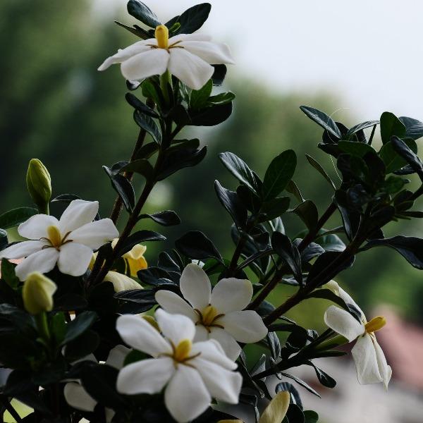 gardenia_jasminoides-1.jpg
