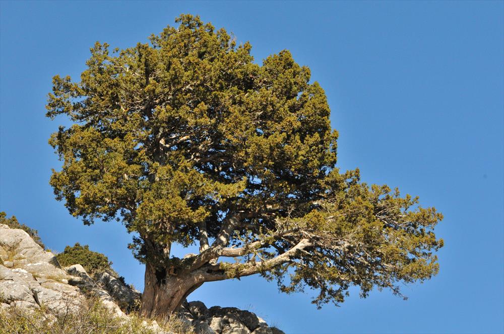 juniperus_foenicea.jpg