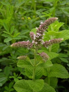 Egyiptomi menta