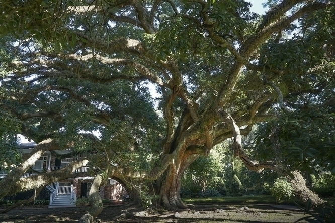 seven_sisters_oak.jpg