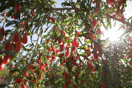 Goji bogyó