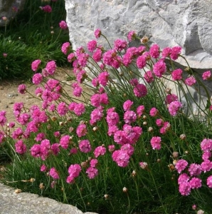 Balleriana Purple Rose széleslevelű tengerparti pázsitszegfű