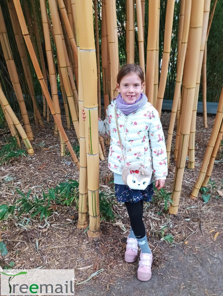 Aranyszárú bambusz