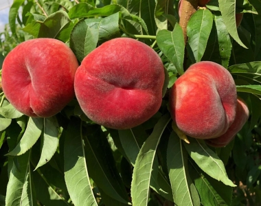 Babylone laposbarack