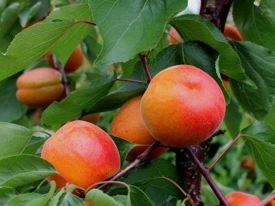 Flopria kajszibarack