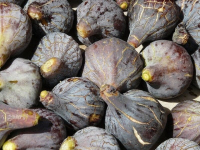 Napolitana Negra füge