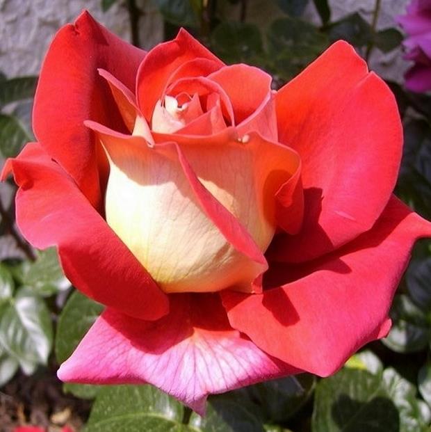 Kronenbourg rózsafa
