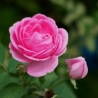 Damaszkuszi rózsa