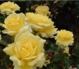 Golden Delight rózsafa