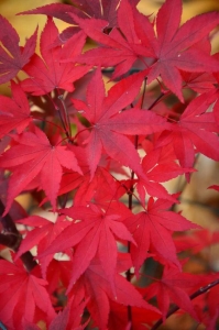 Bordó levelű japán juhar