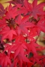 Bordó levelű japán juhar