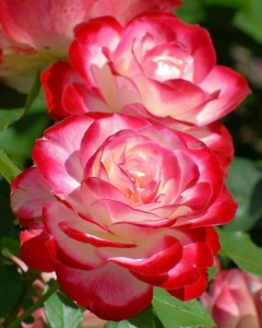 Double Delight rózsa