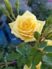 Landora rózsa