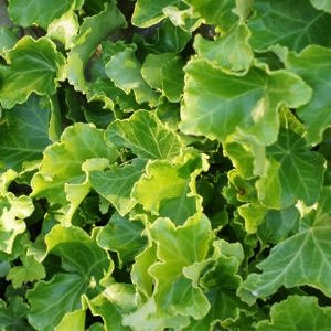 Parsley Crested borostyán